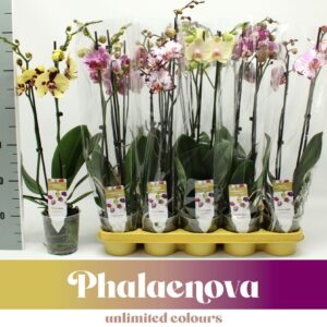 Phalaenopsis mixed mixed EXCLUSIVE 2-tak 60cm (GROEN)
(12 Plants/Order)(12cmP 60cmH)