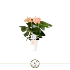 Anthurium (Andreanum Grp) Spirit Spirit 9cm
(6 Plants/Order)(9cmP 30cmH)