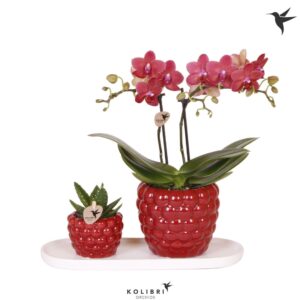 Arrangement Phalaenopsis Kolibri Gift Set small Berry
(1 Plants/Order)(18cmP 40cmH)