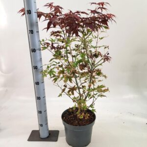 Acer palmatum Atropurpureum Acer pal. 'Atropurpureum' uit zaad
(1 Plants/Order)(23cmP 80cmH)