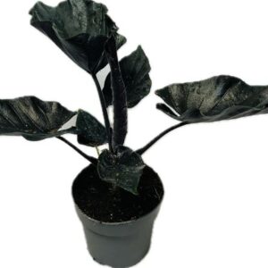 Alocasia Alocasia Antoro Velvet 14 cm
(8 Plants/Order)(14cmP 40cmH)