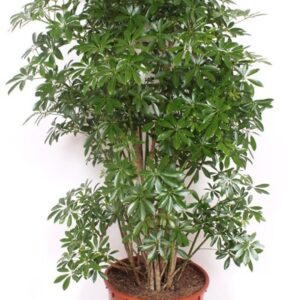 Schefflera Luseana Schefflera arboricola 'Luseana'
(1 Plants/Order)(34cmP 150cmH)