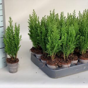 Chamaecyparis law. 'Ellwoodii Chamaecyparis Lawsoniana Ellwoodii P5,5
(20 Plants/Order)(5.5cmP 23cmH)