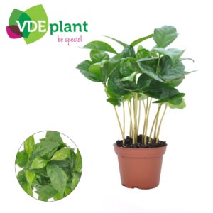 Coffea arabica Coffea Arabica (Miniplanten.nl)
(16 Plants/Order)(7cmP 15cmH)