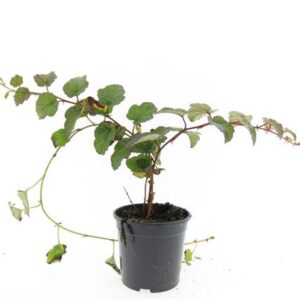 Rubus tricolor Rubus tricolor
(8 Plants/Order)(14cmP 25cmH)