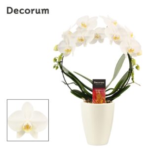 Phalaenopsis white more Ripsen Phalaenopsis boog white in Carly white mat (Deco-collection) 
(5 Plants/Order)(12cmP 45cmH)