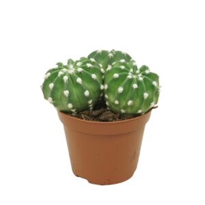 Echinopsis oxygona Echinopsis multiplex 8,5 cm
(18 Plants/Order)(8.5cmP 12cmH)