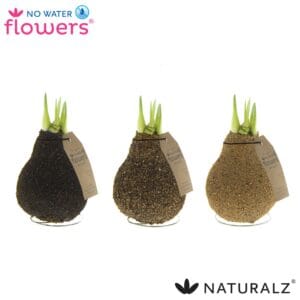 Hippeastrum Wax Naturalz Corkz mix
(6 Plants/Order)(5cmP 15cmH)