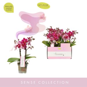 Phalaenopsis Multifloratypes other Aromio Fruity 2 spike
(8 Plants/Order)(7cmP 25cmH)