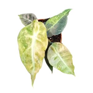 Alocasia Alocasia Polly Variegata Aurea
(2 Plants/Order)(7cmP 10cmH)