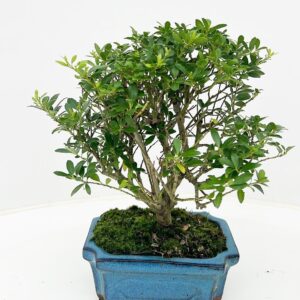 Ilex crenata ilex crenata, 15 cm broom without drip tray
(8 Plants/Order)(16cmP 25cmH)