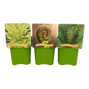 Varens mixed Varens mix Laag C5
(1 Plants/Order)(21cmP 35cmH)