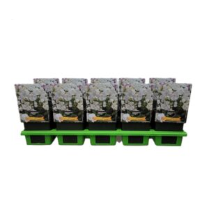 Phlox Phlox Paniculata 'Danielle' P11
(10 Plants/Order)(11cmP 25cmH)