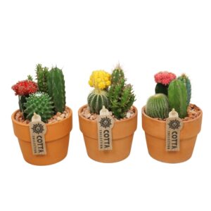 Arrangement Cactus Cactus-Gymno Arrangement in 12 cm 'Terracotta Kraagpot'
(6 Plants/Order)(12cmP 18cmH)