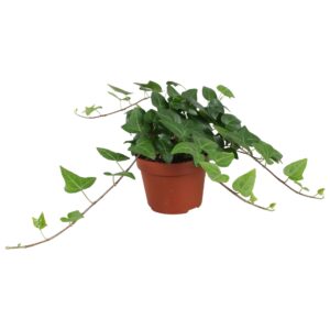 Hedera Mein Herz Hedera helix Mein Herz
(6 Plants/Order)(13cmP 30cmH)