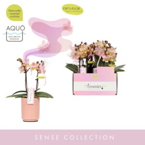 Phalaenopsis Multiflora Aromio Honey 2 spike in Salmon Molise Aquo
(6 Plants/Order)(7cmP 25cmH)