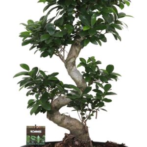 Ficus Ginseng Ficus micr. S-type in Ceramics ovaal schaal met schotel black
(1 Plants/Order)(45cmP 85cmH)