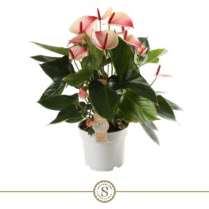 Anthurium (Andreanum Grp) Mystique Mystique 17cm
(6 Plants/Order)(17cmP 55cmH)