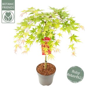 Acer palmatum Acer palm. 'Cascade Ruby' 
(1 Plants/Order)(29cmP 100cmH)