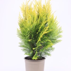 Chamaecyparis Ivonne Chamaecyparis lawsoniana 'Ivonne'
(1 Plants/Order)(23cmP 65cmH)