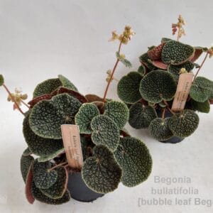 Begonia bullatifolia 14cm [Bubble Leaf
(4 Plants/Order)(14cmP 40cmH)