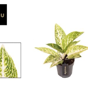 Aglaonema other Aglaonema Polar Springtime
(6 Plants/Order)(12cmP 35cmH)