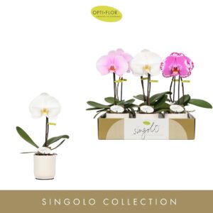 Phalaenopsis mixed Singolo mix in Lazio White
(6 Plants/Order)(9cmP 40cmH)