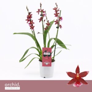 Cambria Barrocco Red Barrocco Red, 3/4-spike Compact 'Orchid Collection'
(10 Plants/Order)(12cmP 40cmH)