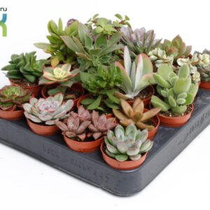 Succulenten mix Succulenten mix
(20 Plants/Order)(5.5cmP 10cmH)