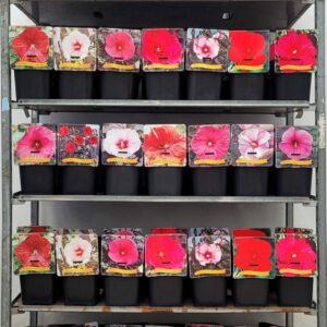 Hibiscus Hibiscus mix CC C5
(1 Plants/Order)(21cmP 35cmH)