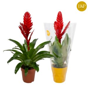 Vriesea Stream Vriesea Stream red (Met Hoes)
(6 Plants/Order)(12cmP 45cmH)