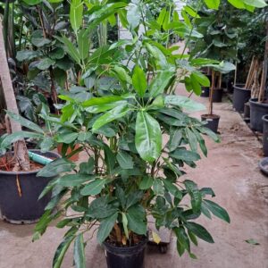 Schefflera Amate Schefflera Amate toef 180
(1 Plants/Order)(30cmP 180cmH)