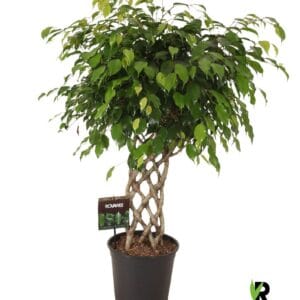 Ficus Exotica Ficus benj. Exotica gevlochten mat
(1 Plants/Order)(27cmP 110cmH)