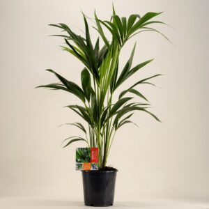 Howea forsteriana KENTIA - P19 H100 - 6PP (Howea forsteriana)
(1 Plants/Order)(19cmP 100cmH)