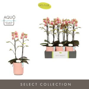 Phalaenopsis Multiflora Optimost Belle Helene 2 spike in Molise Salmon Aquo
(6 Plants/Order)(12cmP 45cmH)