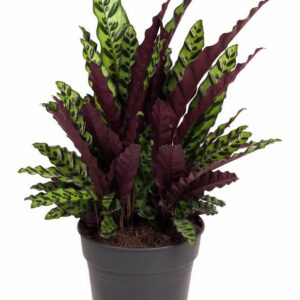 Calathea lancifolia Calathea Lancifolia
(1 Plants/Order)(27cmP 80cmH)