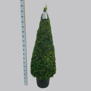 Buxus other Buxus semp. pyr.140-150 40/C25
(1 Plants/Order)(40cmP 170cmH)