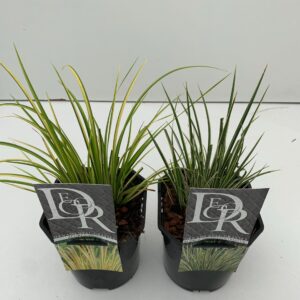 Siergrassen mix Acorus mix
(10 Plants/Order)(13cmP 25cmH)