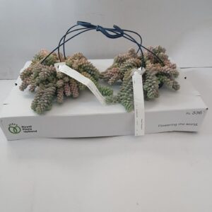 Sedum burrito Sedum Burrito
(2 Plants/Order)(14cmP 20cmH)