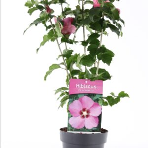 Hibiscus syriacus Hibiscus syr. 'Woodbridge' P15
(6 Plants/Order)(15cmP 20cmH)