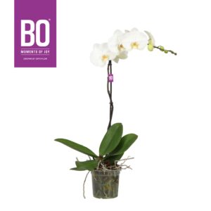 Phalaenopsis white more Ripsen King P15 BO White 1 spike
(4 Plants/Order)(15cmP 80cmH)