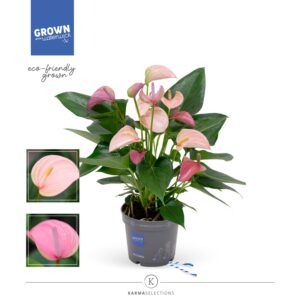 Anthurium Joli Duo Anthurium - KARMA Joli DUO | 12cm
(4 Plants/Order)(12cmP 43cmH)