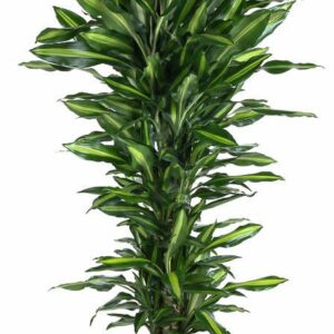 Dracaena Cintho Dracaena Cintho busch P31
(1 Plants/Order)(31cmP 150cmH)