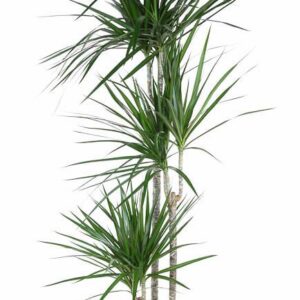 Dracaena marginata Dracaena Marginata 90-60-30
(1 Plants/Order)(24cmP 150cmH)