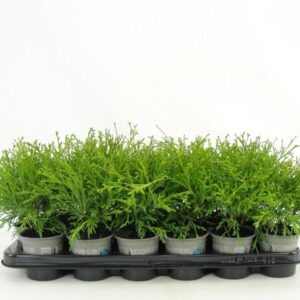 Chamaecyparis Filifera Au Chamaecyparis pisifera 'Filifera Aurea'
(24 Plants/Order)(9cmP 13cmH)