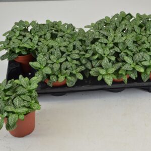 Fittonia FITTONIA WHITE JOLY JOSAN
(9 Plants/Order)(12cmP 20cmH)
