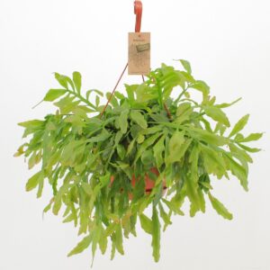 Rhipsalis Rhipsalis Crispata ‘Cristel’
(3 Plants/Order)(21cmP 50cmH)