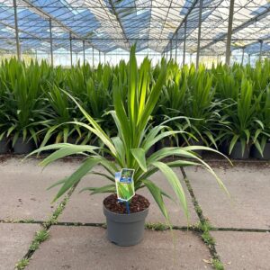 Cordyline Cordyline Emerald Star ('Broadsword'PBR) 
(1 Plants/Order)(23cmP 45cmH)