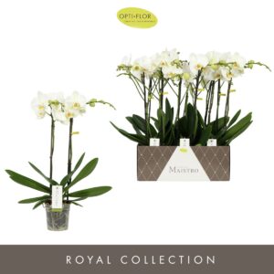 Phalaenopsis white more Ripsen Maistro White 2 spike 50 cm 
(6 Plants/Order)(12cmP 50cmH)