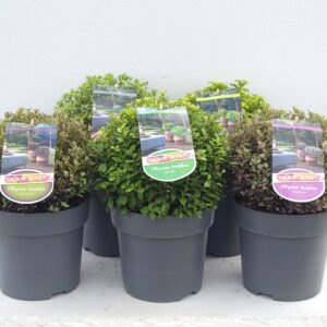 Pittosporum tenuifolium Pittosporum Mixlaag - 'Colours in Shape'
(1 Plants/Order)(23cmP 40cmH)